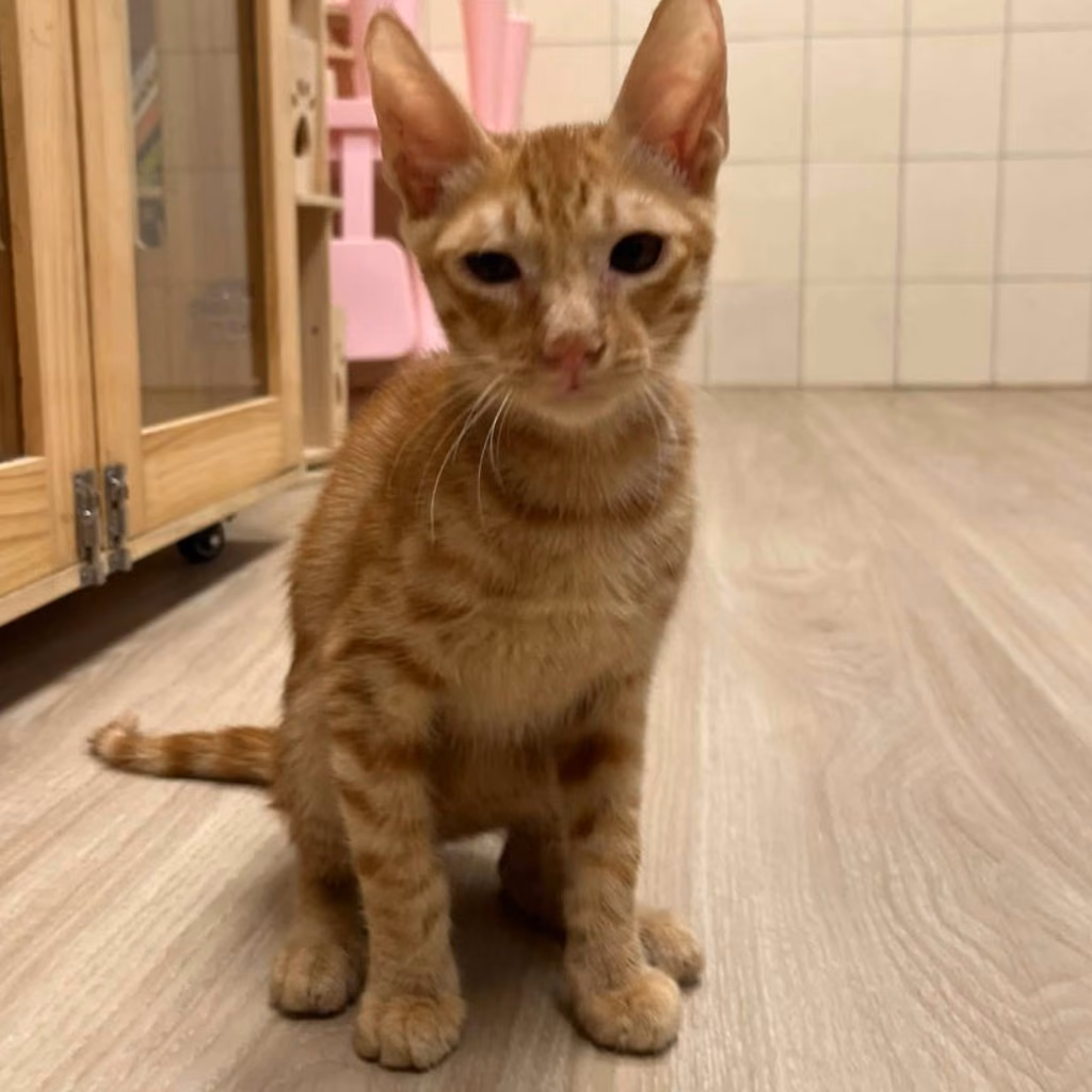 Gato mestizo macho joven (canela y blanco), Mediano, refugio n.º …8-14