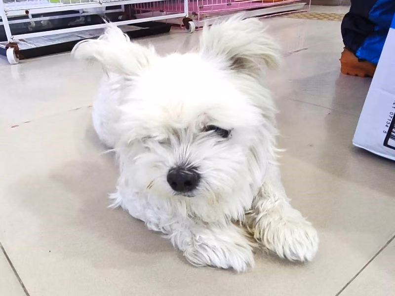 maltese (Lalaki, Matanda na, puti), Maliit, blg. ng shelter …06Q1