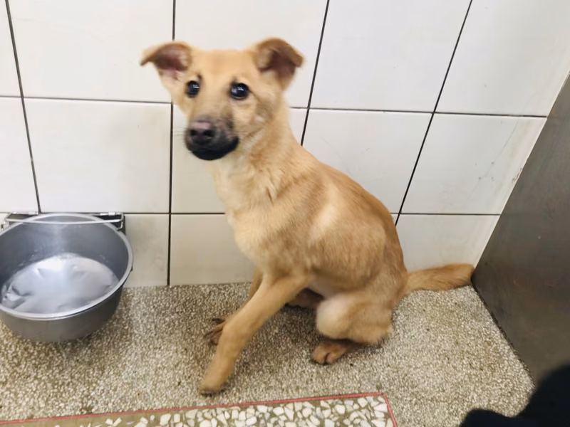 ミックス犬(メス・成犬・茶)、大型, 施設番号 …2H2a
