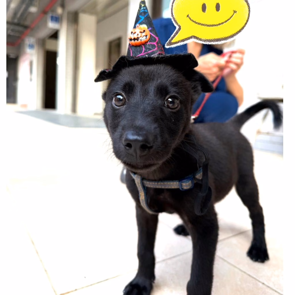 Black young female mixed-breed dog, Small, shelter no. …3004