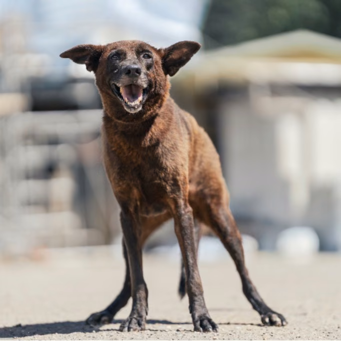 Black adult female mixed-breed dog, Medium, shelter no. …6004