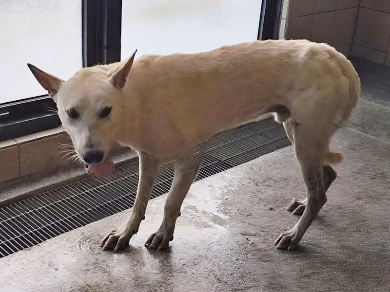 White adult male mixed-breed dog, Large, shelter no. …2704