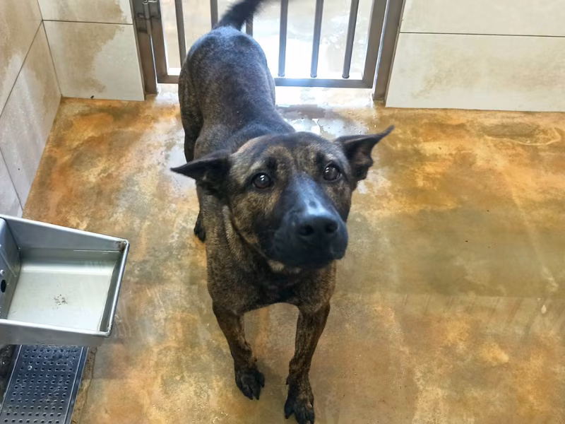 Tabby adult male mixed-breed dog, Medium, shelter no. …8D01