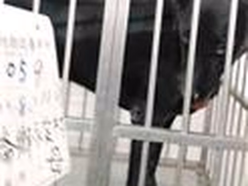 Black female mixed-breed dog, Large, shelter no. …059D