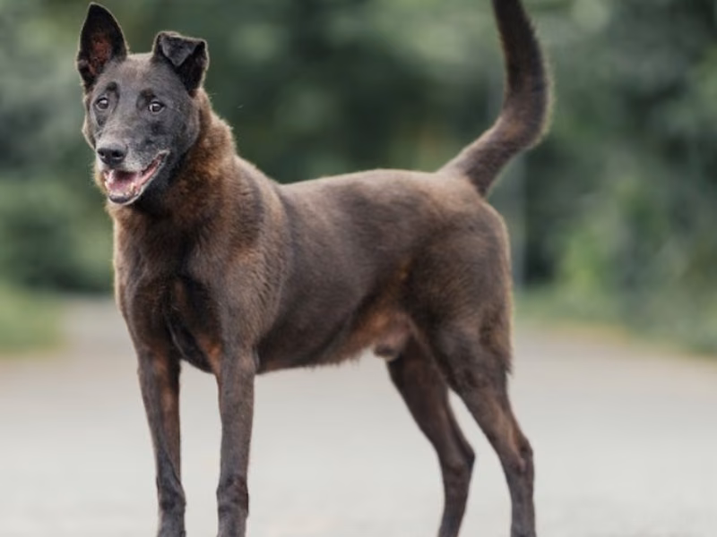 Black adult male mixed-breed dog, Medium, shelter no. …7006