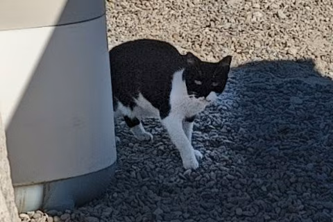 Sardinilla, Adult · Female · Small · European Shorthair