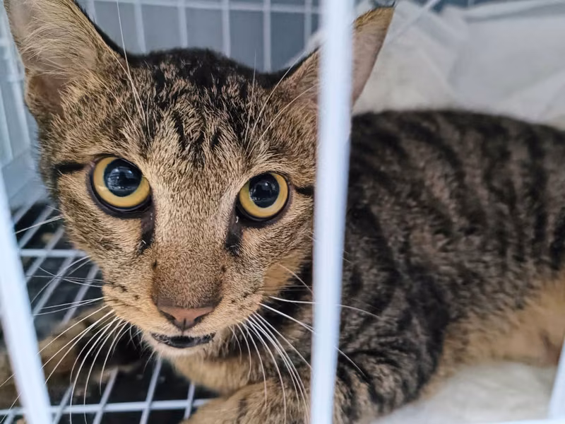 Tabby adult male mixed-breed cat, Small, shelter no. …1104
