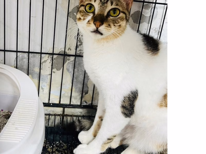Tabby-and-white adult female mixed-breed cat, Medium, shelter no. …7003