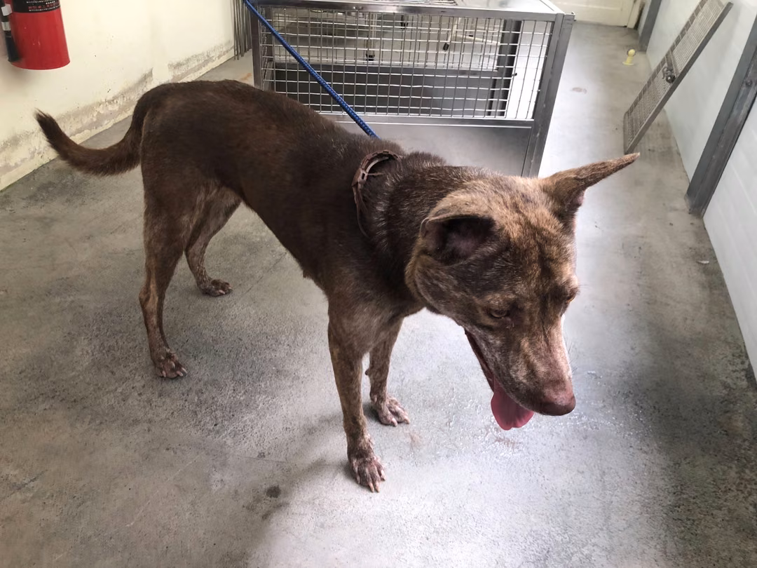 Brown adult female mixed-breed dog, Medium, shelter no. …1001