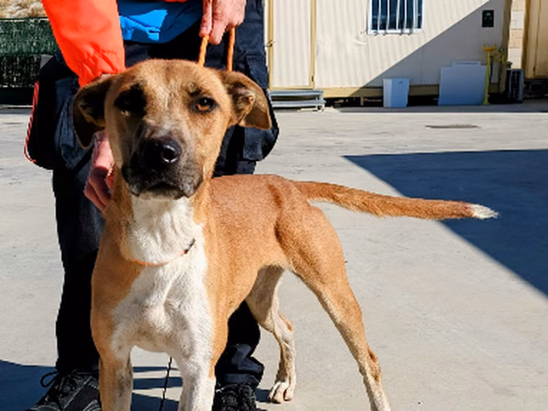 Chenoa/ Hanna, Adult · Female · Medium · Mixed breed
