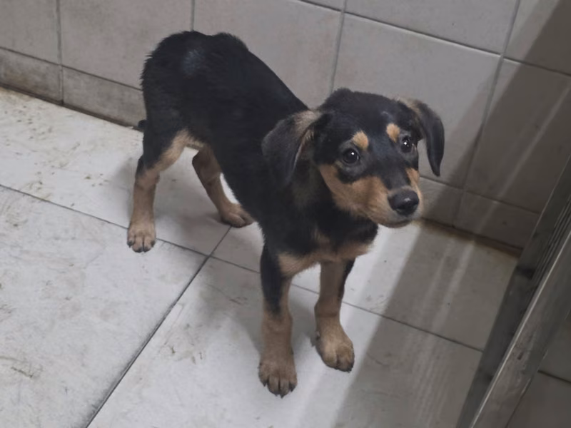 Black young female mixed-breed dog, Small, shelter no. …2924