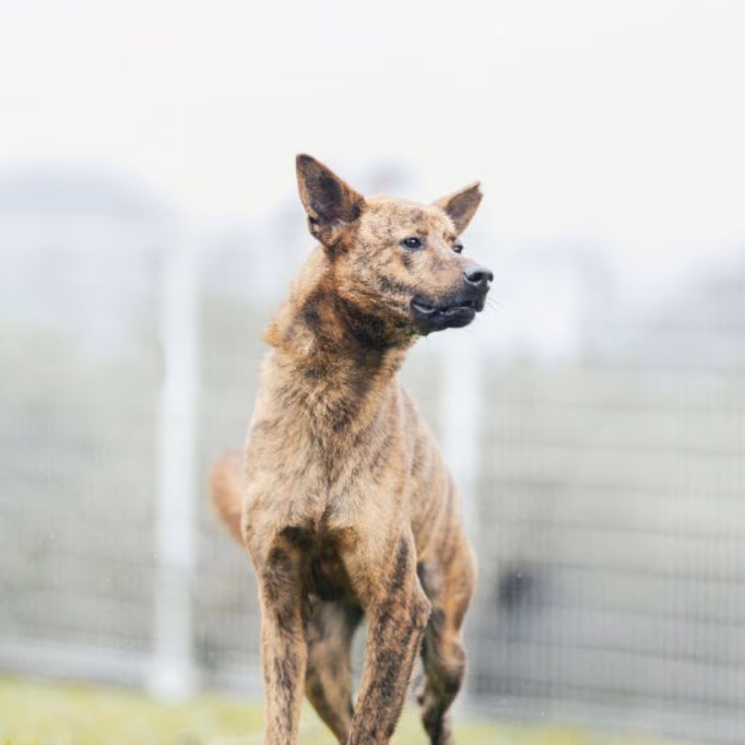 Tabby adult female mixed-breed dog, Large, shelter no. …6001