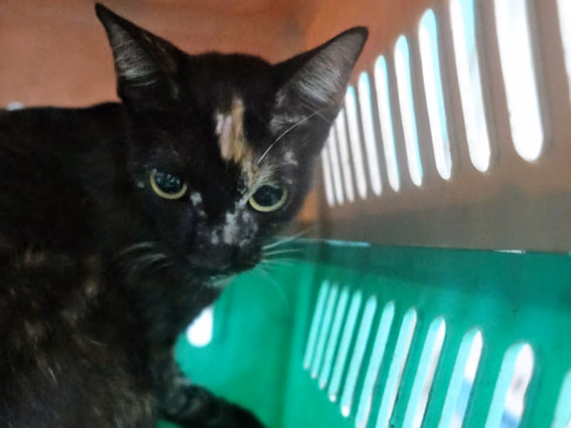 Adult mixed-breed cat, Large, shelter no. …1169