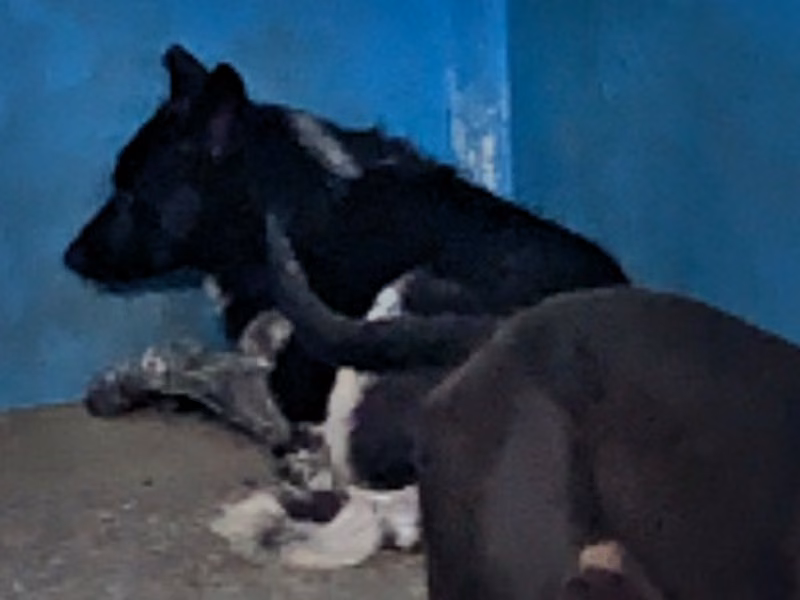 Black adult female mixed-breed dog, Large, shelter no. …3012