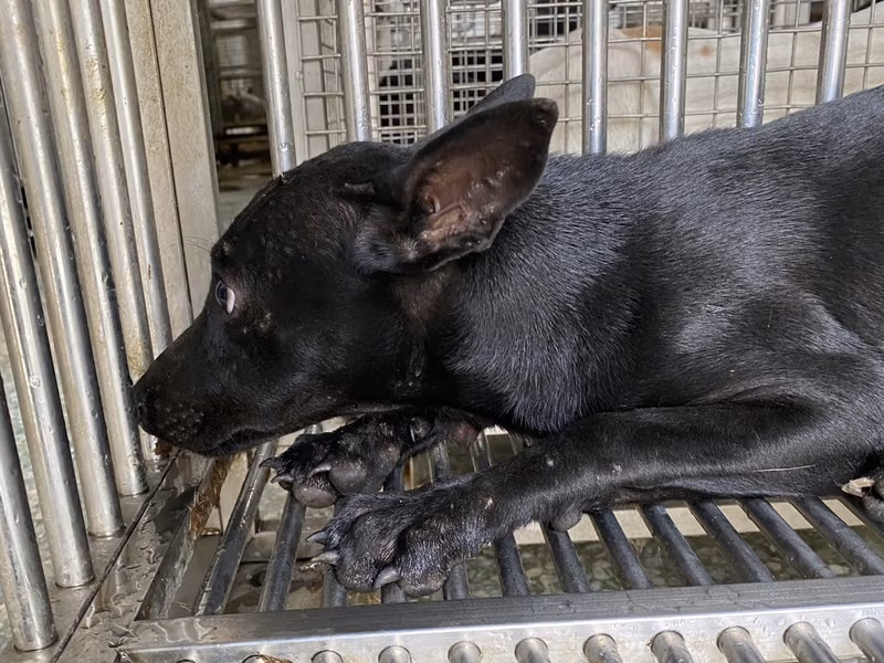 Black young female mixed-breed dog, Small, shelter no. …9-08