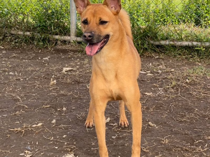 Tan adult female mixed-breed dog, Small, shelter no. …0301