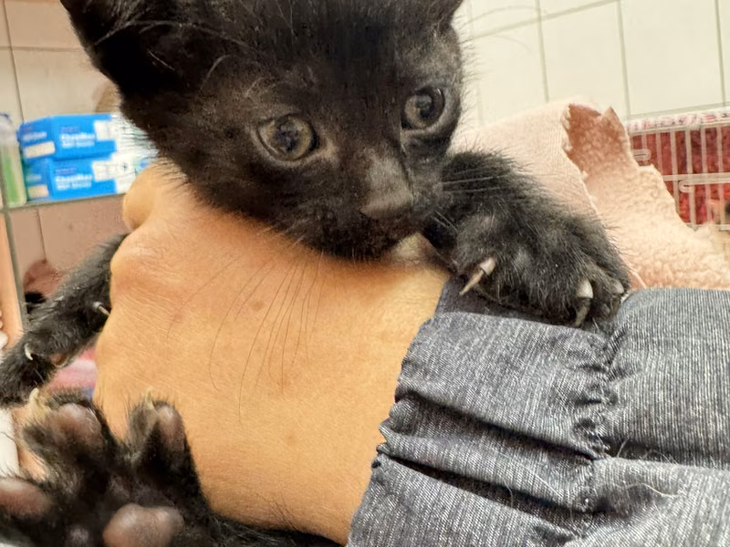 Black young male mixed-breed cat, Small, shelter no. …1006