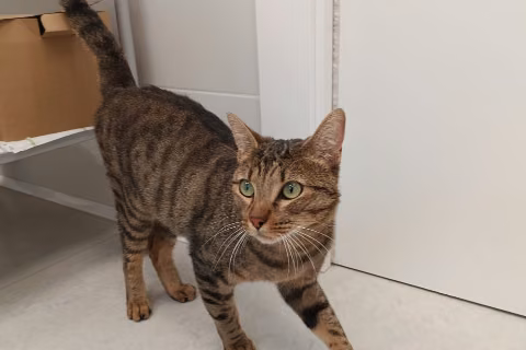 Chabi, Bata · Lalaki · Maliit · European Shorthair
