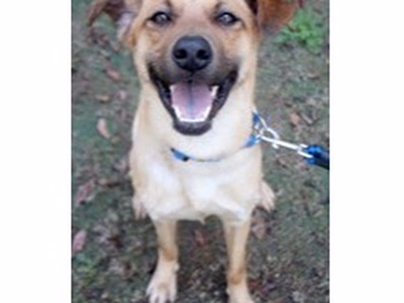 Tan adult male mixed-breed dog, Medium, shelter no. …6005