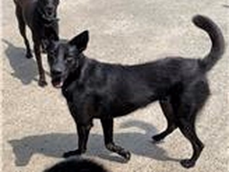 Black adult female mixed-breed dog, Medium, shelter no. …9004