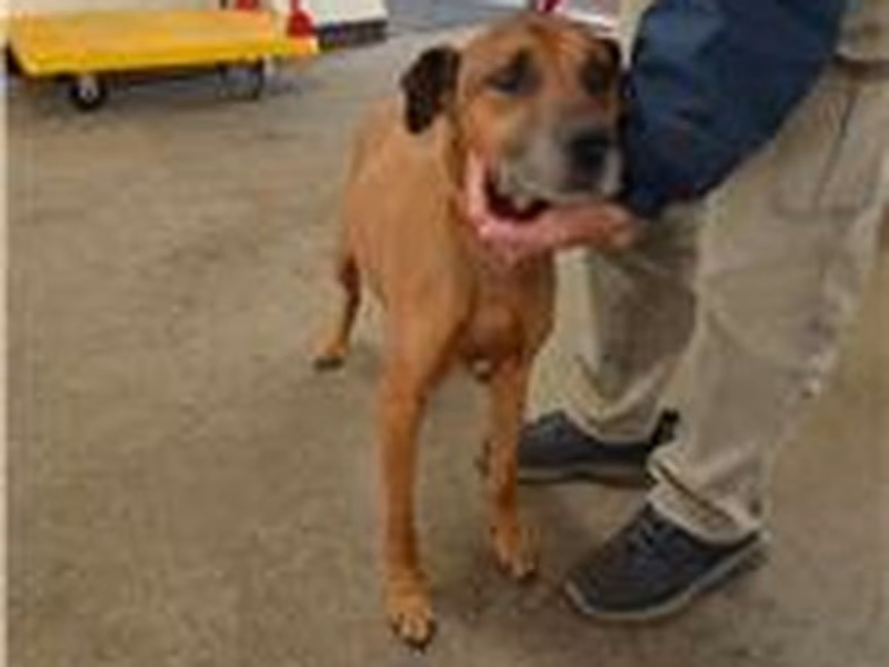 Tan adult female mixed-breed dog, Medium, shelter no. …5028