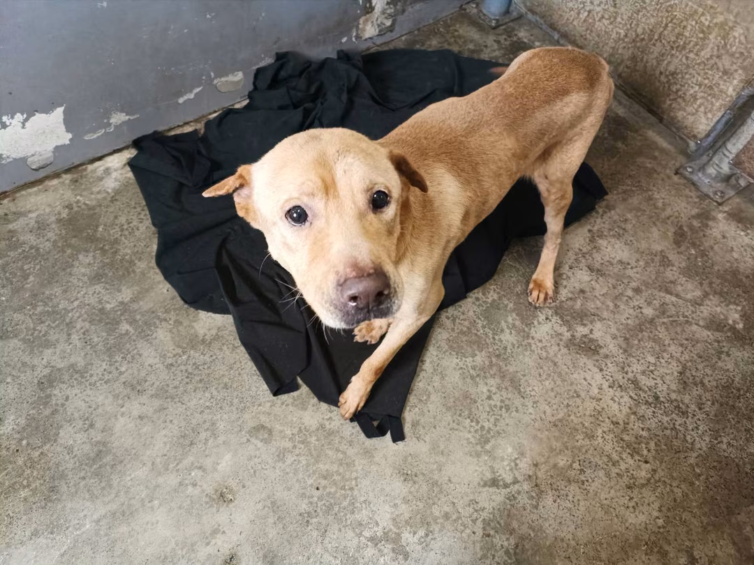 Tan adult male mixed-breed dog, Medium, shelter no. …6003