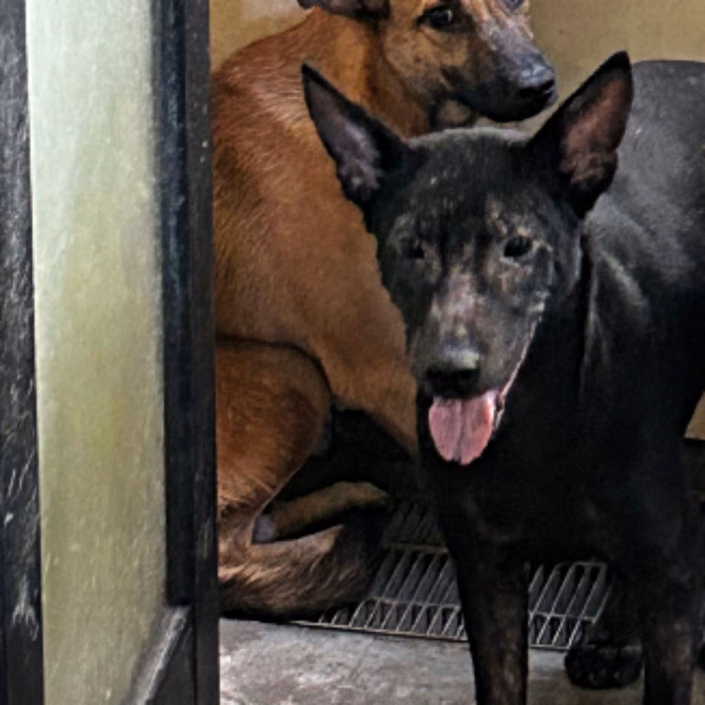 Black young male mixed-breed dog, Medium, shelter no. …6011