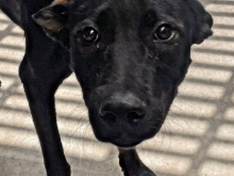 Black adult male mixed-breed dog, Large, shelter no. …3002