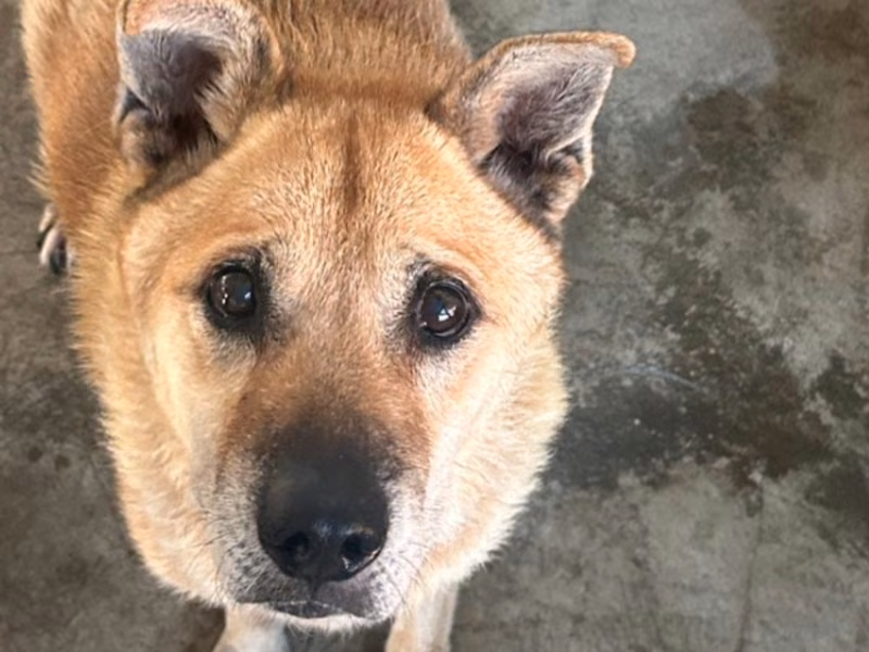 Tan adult male mixed-breed dog, Large, shelter no. …2005