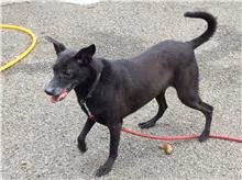 Black adult male mixed-breed dog, Small, shelter no. …1406