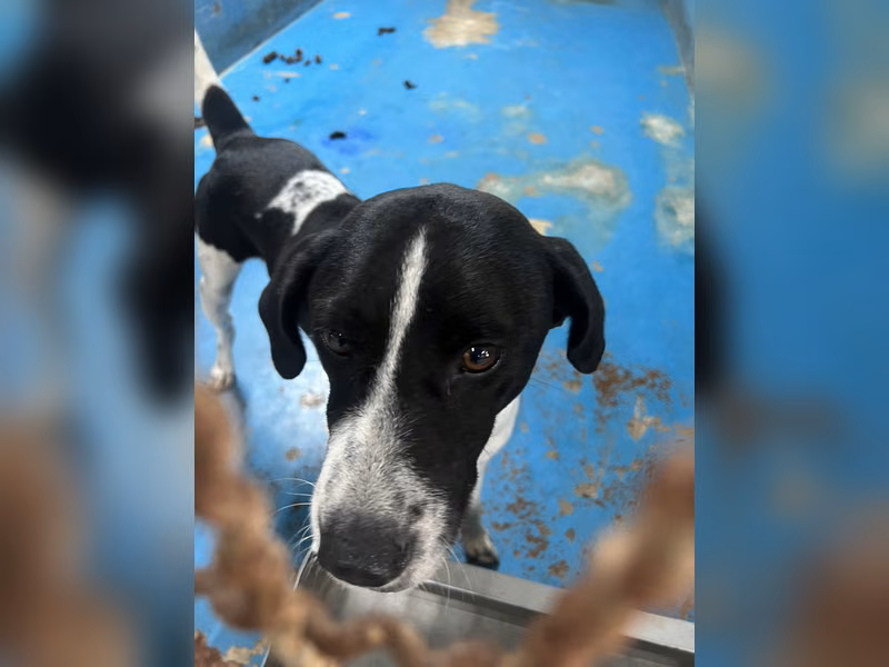 Black-and-white adult male mixed-breed dog, Large, shelter no. …1005