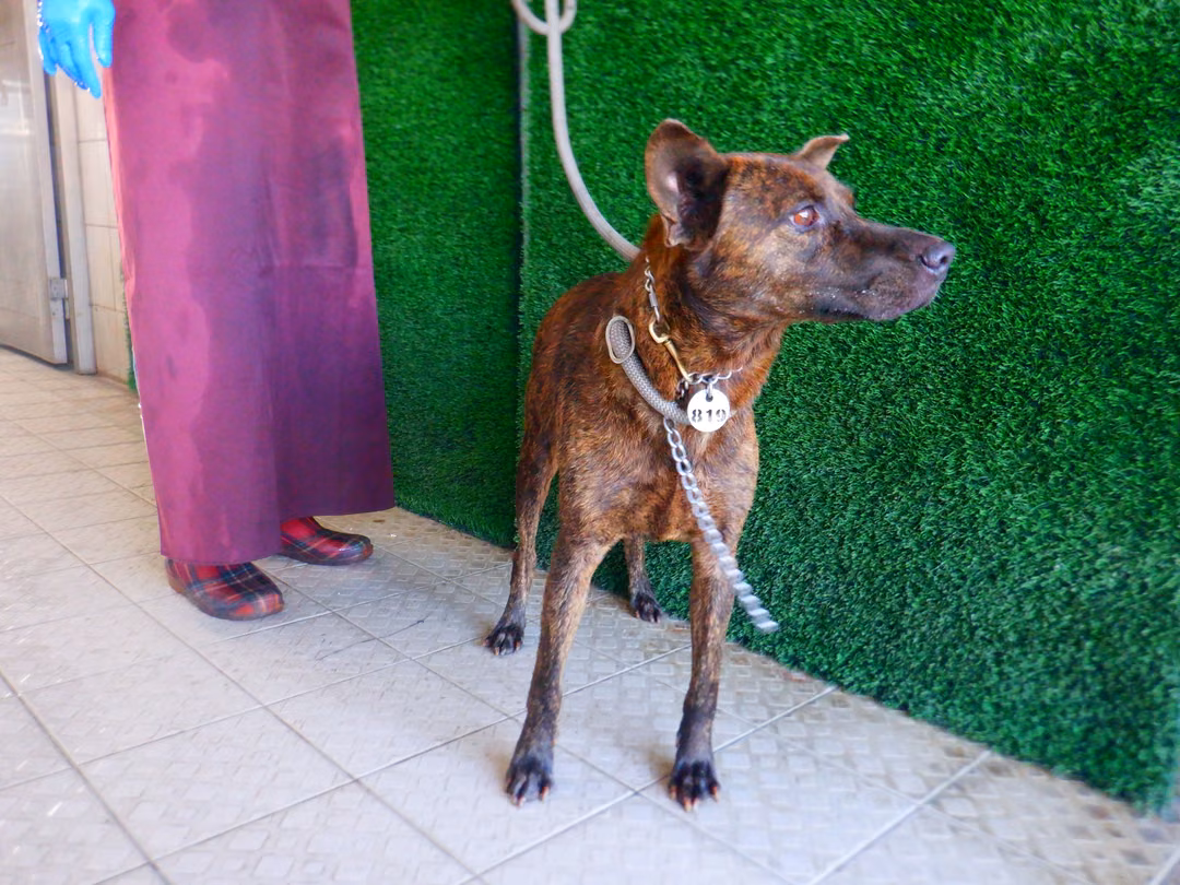 Tabby adult male mixed-breed dog, Medium, shelter no. …9819