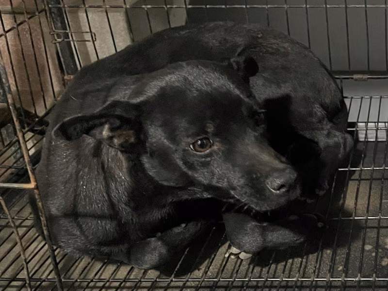 Black adult female mixed-breed dog, Medium, shelter no. …008D