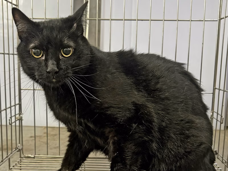Black adult female mixed-breed cat, Medium, shelter no. …7002