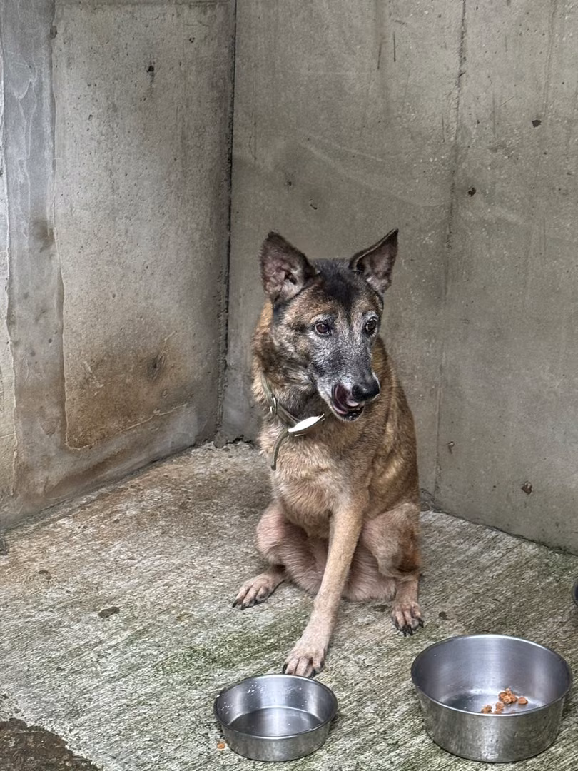Brown-and-gray adult female mixed-breed dog, Medium, shelter no. …9001