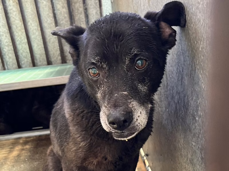 Black adult female mixed-breed dog, Medium, shelter no. …7005