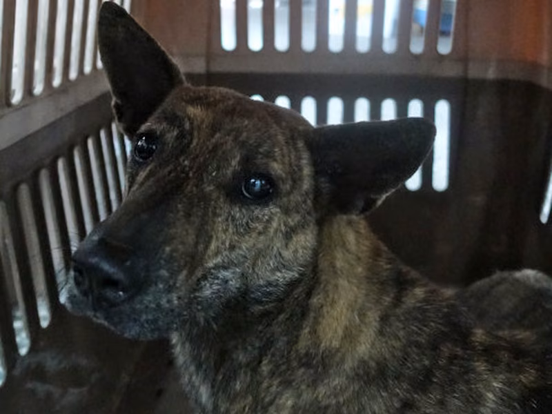 Tabby adult male mixed-breed dog, Large, shelter no. …0917