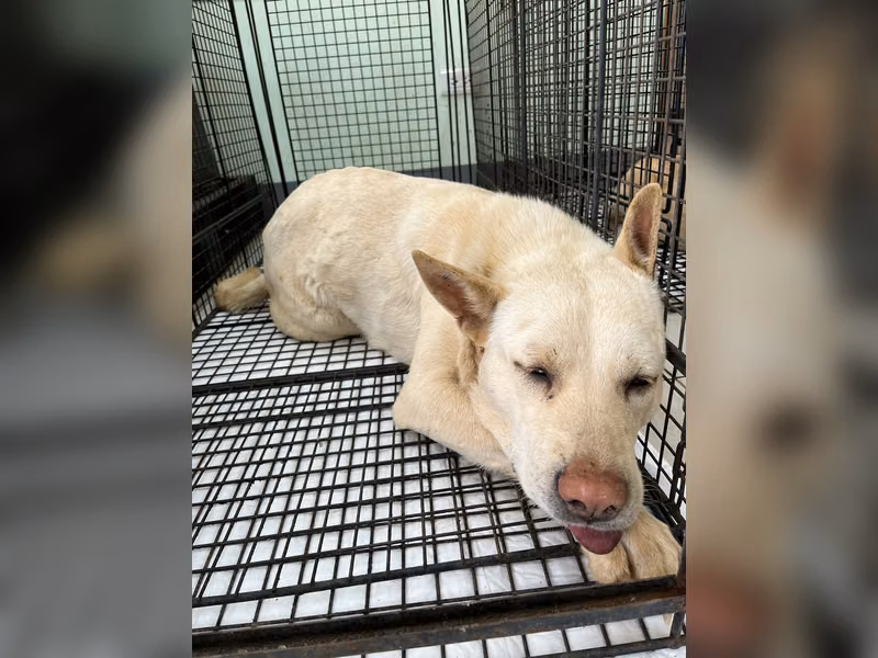 Cream young male mixed-breed dog, Medium, shelter no. …4D02