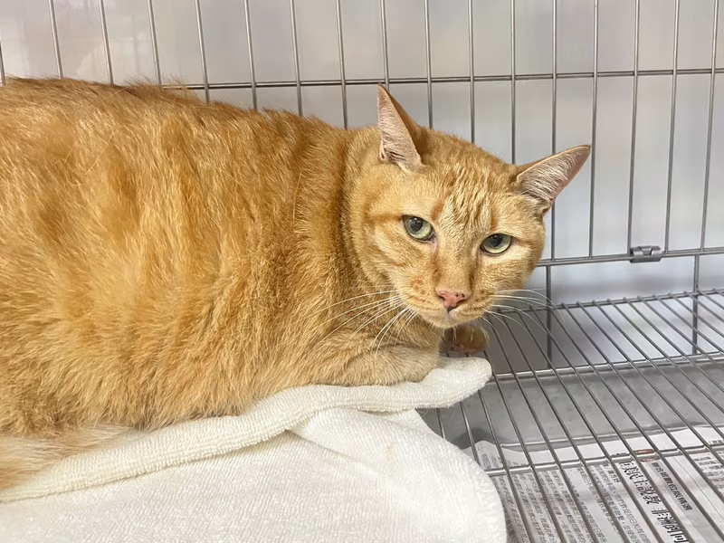 Orange tabby adult female mixed-breed cat, Small, shelter no. …1401