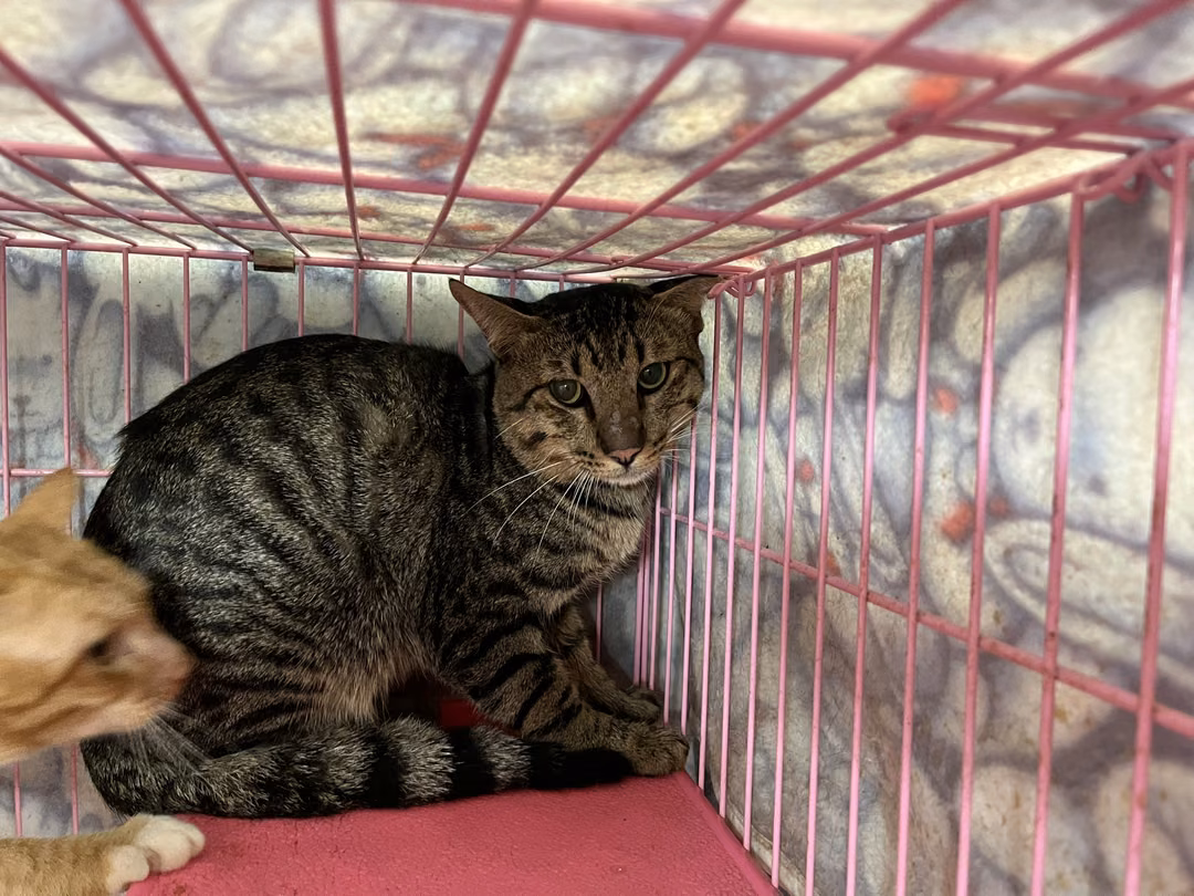 Tabby adult male mixed-breed cat, Medium, shelter no. …3008