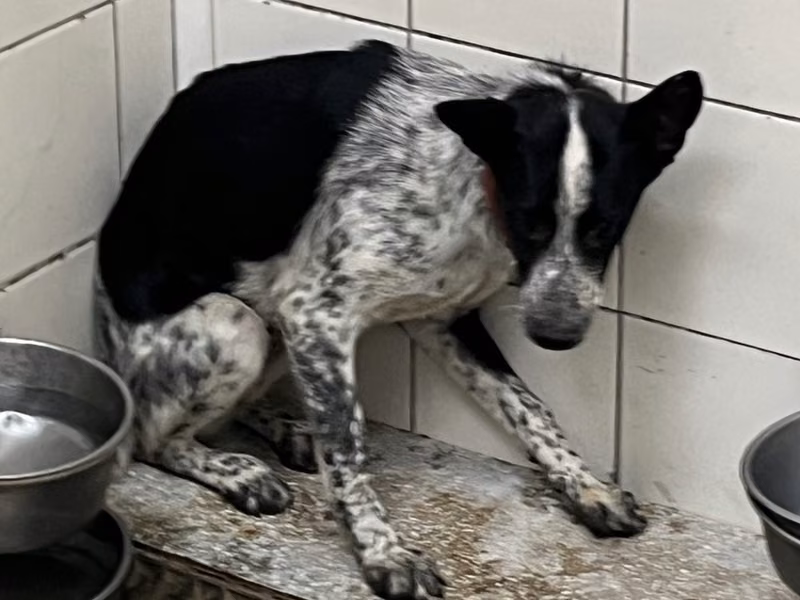 Patched adult female mixed-breed dog, Medium, shelter no. …9A25