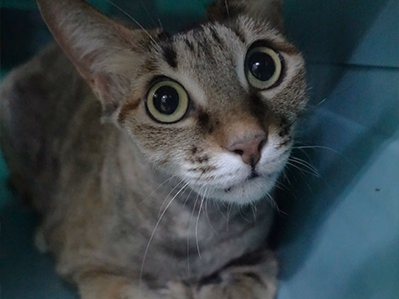 Tabby adult female mixed-breed cat, Large, shelter no. …0368
