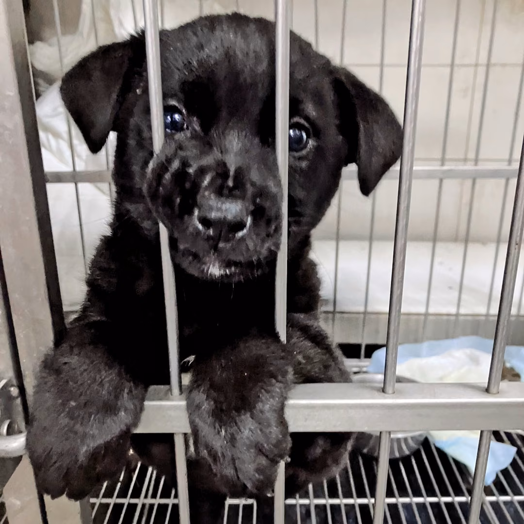 Black young female mixed-breed dog, Medium, shelter no. …4001