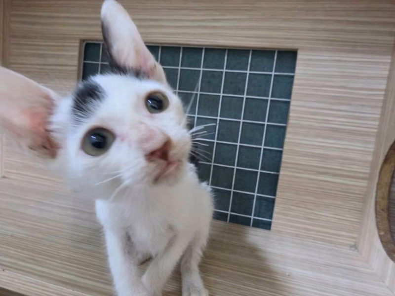 Black-and-white young male mixed-breed cat, Small, shelter no. …8-09