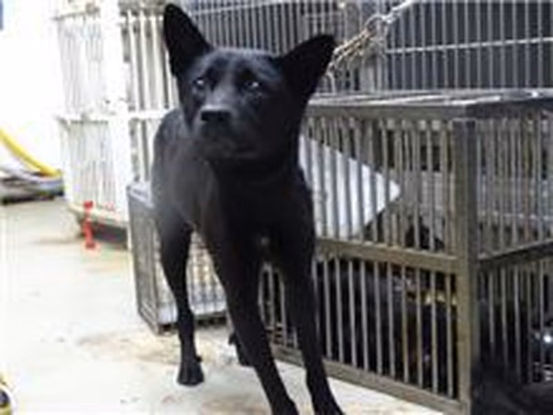 Black adult male mixed-breed dog, Medium, shelter no. …2507