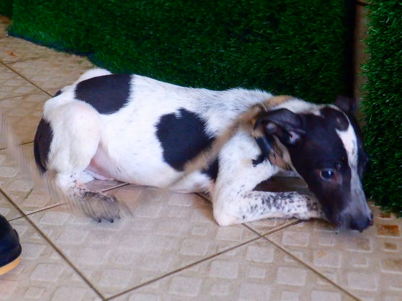 Black-and-white young male mixed-breed dog, Small, shelter no. …2780