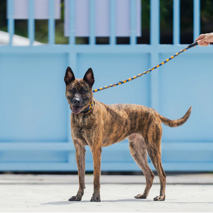 Tabby adult male mixed-breed dog, Medium, shelter no. …9001