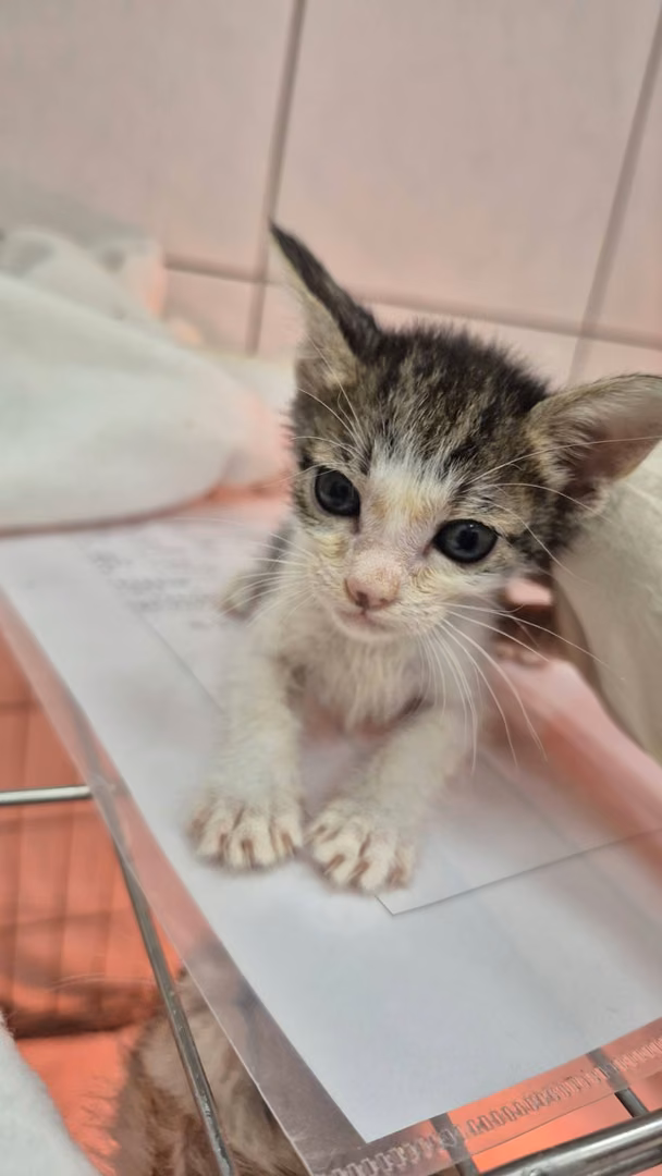 Tabby-and-white young female mixed-breed cat, Small, shelter no. …4001