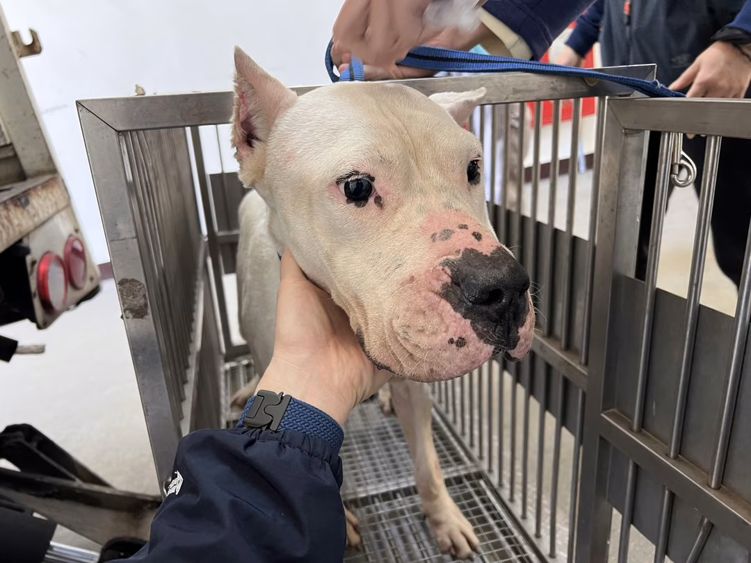 White adult female Dogo Argentino, Large, shelter no. …1001
