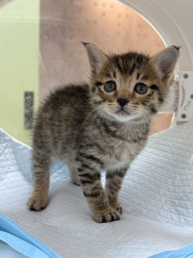 Tabby young female mixed-breed cat, Small, shelter no. …0005